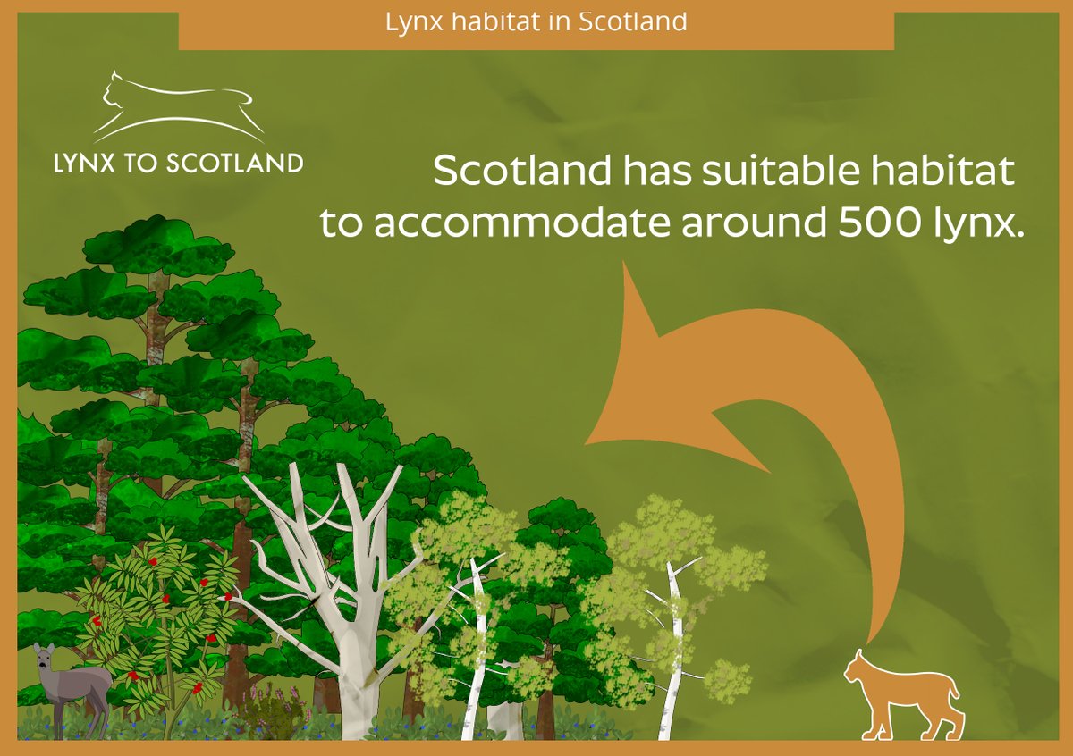 Lynx territory varies widely across Europe and depends on factors including the availability of habitat and prey. Given that they are solitary and territorial towards other lynx, Scotland currently has room for around 500 of these enigmatic cats. #LynxToScotland