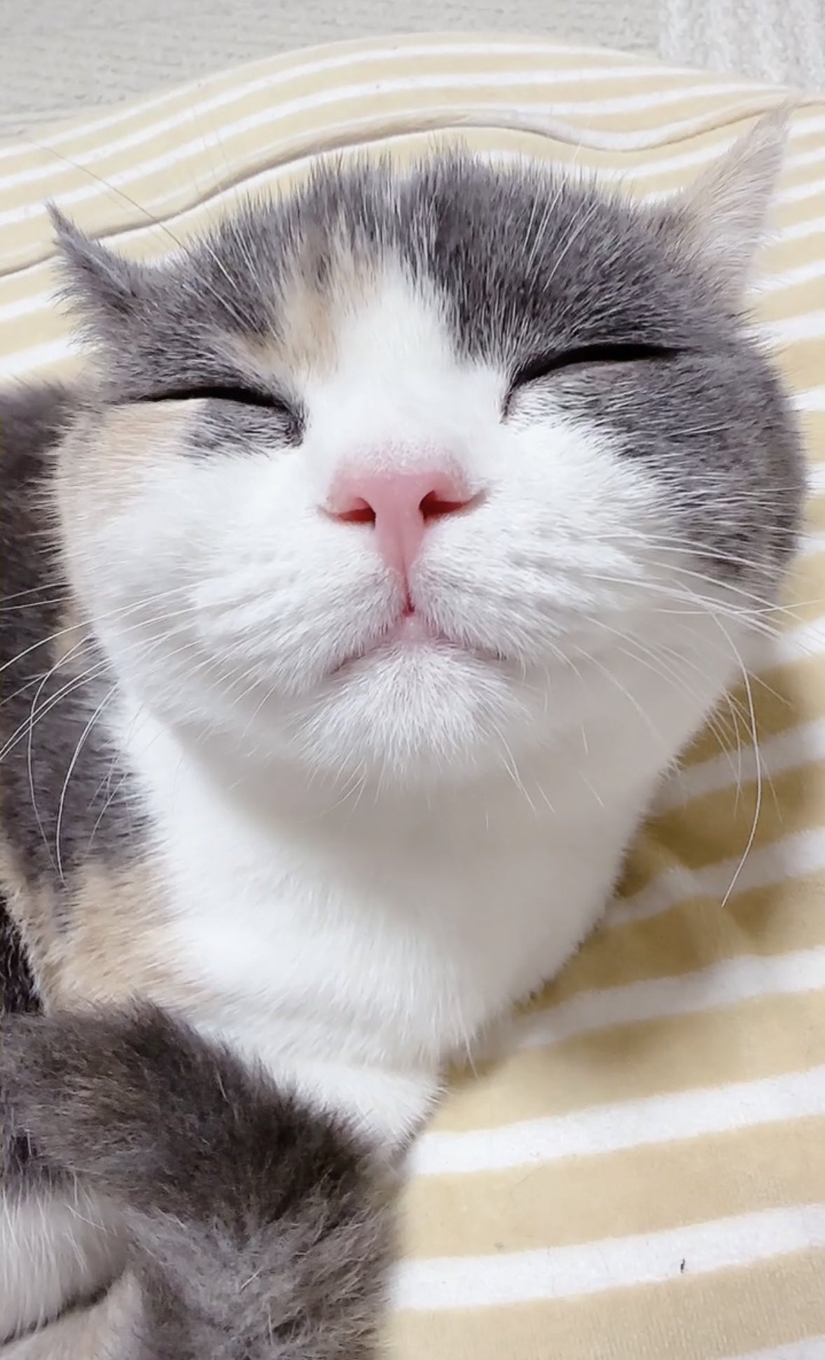 三毛猫 Twitter Search Twitter