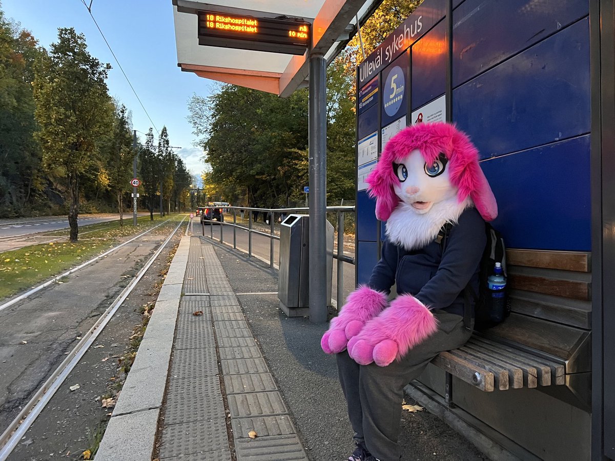 BunCandyCrystal's tweet photo. Candy is waiting for the tram!
✂️: @sassybunsthebun 
📸: @IrlTrampe https://t.co/GQNxo02b2C