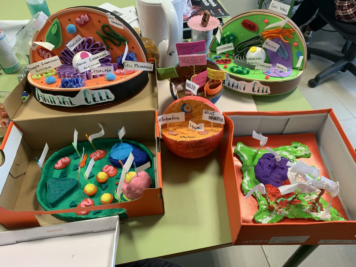 torrelosespejos's tweet image. El alumnado de 1ºESO BILINGÜE ha creado estas maravillosas maquetas de células en la materia de Biology and Geology 👏🦠
#iestorredelosespejos #programabilingue #britishcouncilprojects