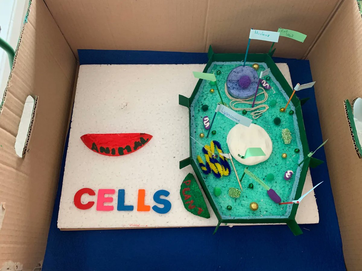 torrelosespejos's tweet image. El alumnado de 1ºESO BILINGÜE ha creado estas maravillosas maquetas de células en la materia de Biology and Geology 👏🦠
#iestorredelosespejos #programabilingue #britishcouncilprojects