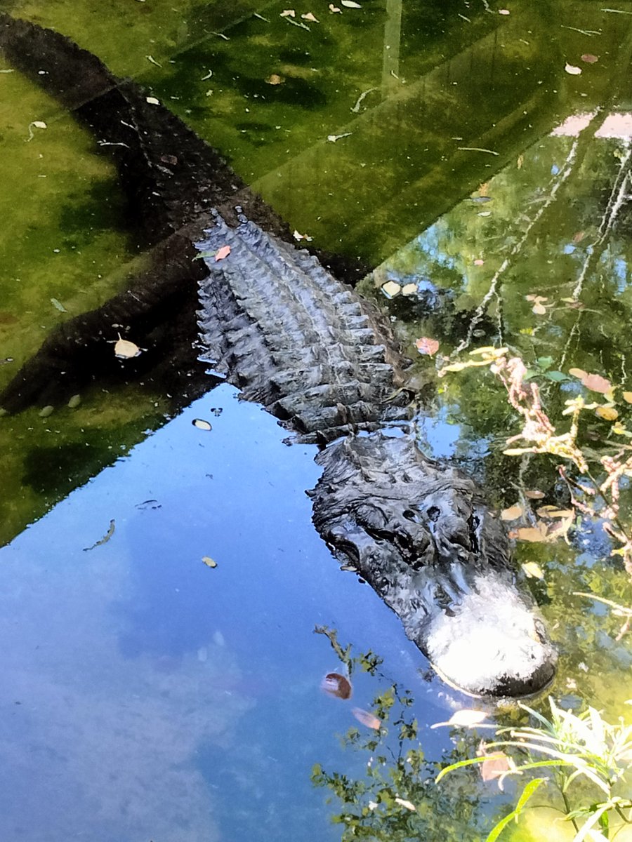 @GatorsDaily And one (1) chonky boi!