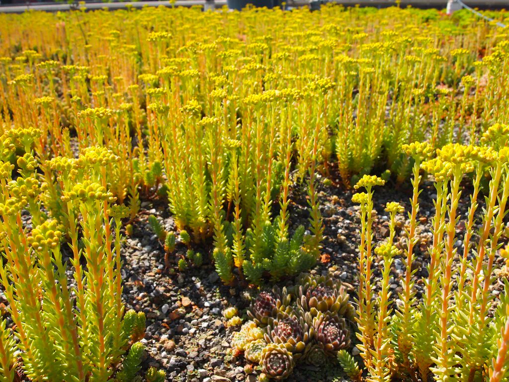 Here's a Sedum reflexum specimen on top of one of our #greenroofs in full bloom. Also called Blue Spruce Stonecrop - its leaves resemble spruce needles until these bright yellow floral display arrive in late summer. Its very hard &amp; drought tolerant making it a fav for our winters