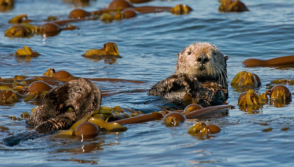 Calling all #kelp ecosystem scientists! We're seeking proposals from researchers applying genetic insight to protect and manage kelp ecosystems. Deadline = 12/16/22. Apply today via ow.ly/1yRL50Li2FM #RFP #science #ecology #conservation #research #apply