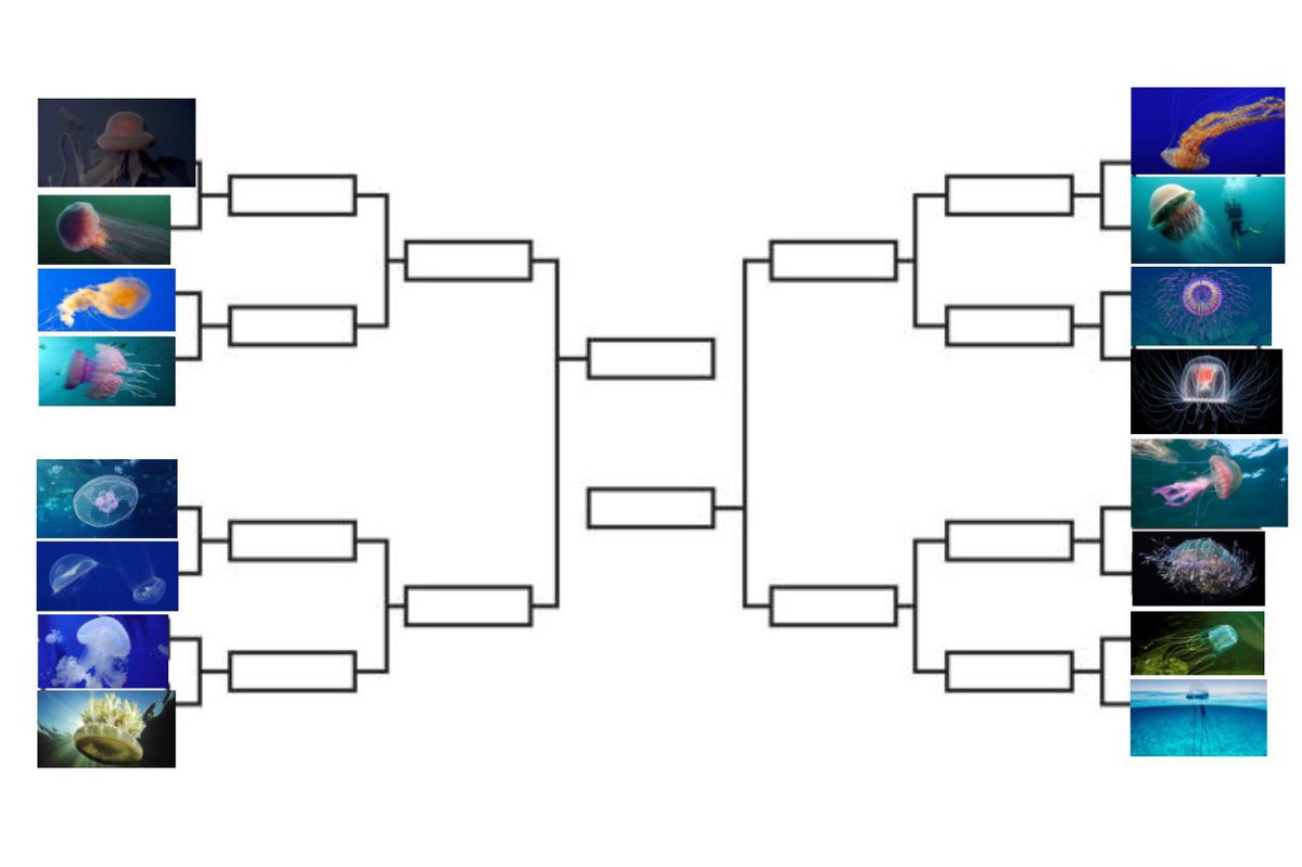 aqualuvsuotd's tweet photo. best jelly tournament of 2022 !!! 🫧

vote for your favorite jellyfish and may the best one win ! 🫡 https://t.co/jlFTo6SVPW