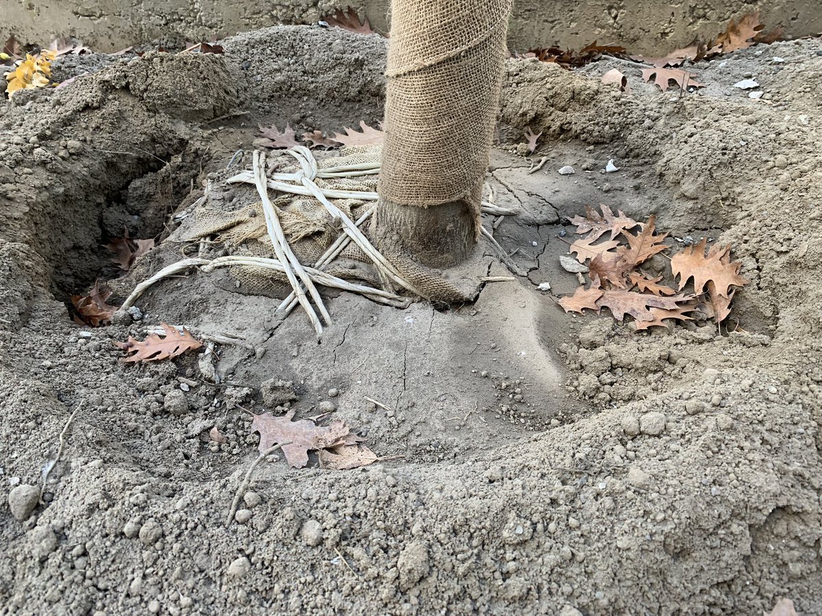 89,111,112 Chestnut St. Sidewalk work. 1 doz doomed trees.Basket -nylon rope-burlap left on.Planted to 1 ft too deep- of course. Inspection? More trees lying among construction materials.We pay for this crap.<a href="/TorontoAuditor/">Auditor General TO</a> <a href="/TOtrees/">TREES TO PLEASE</a>  <a href="/OUFC_Canada/">Ontario Urban Forest Council</a> <a href="/GreenInfraOn/">Green Infrastructure Ontario Coalition</a> <a href="/green_for_life/">Landscape Ontario Horticultural Trades Association</a>