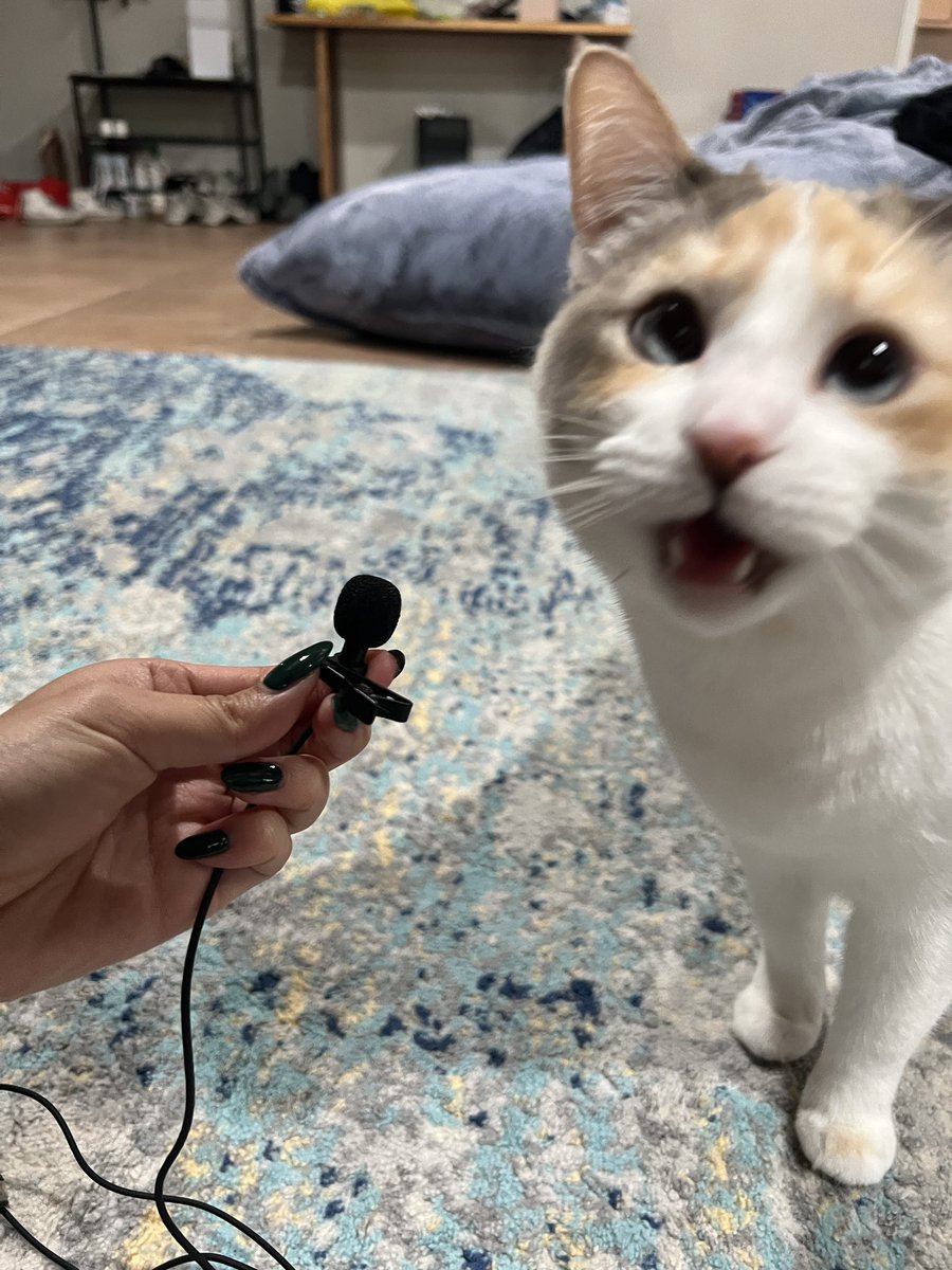 fatfatpankocat's tweet photo. Panko interview outtakes https://t.co/lMPsI582p9