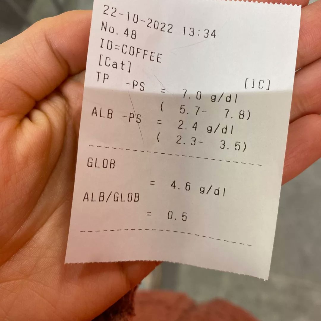 yasminnayhan's tweet photo. Kedimize fip teşhisi kondu. İlk ayı için testlerle beraber en az 13bin liraya ihtiyaç var. Bağışlarınızı bekliyoruz
TR57 0006 2001 4580 0006 6495 15
Yasemin Ayhan
 #fipcat #fipkedileryasasin #fipkedidestek #fipfighter #fiplikedilerepaylaşımdesteği #fipwarriorsturkey #fiplikediler https://t.co/iuhA64Y7dG