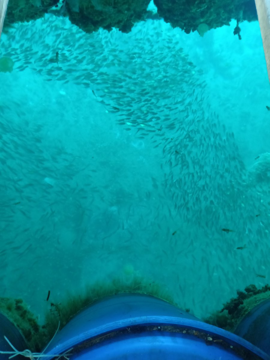 I ate BAO and wanted to burst my stomach. Face village who HAO TAM please save me. As long as this status 500 likes, my stomach will heal again!