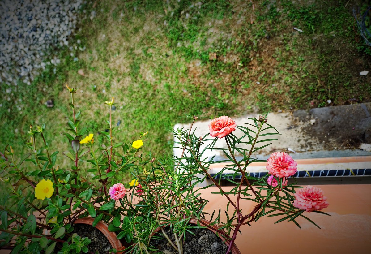 dashansuman7's tweet photo. Refreshing with morning colours instead of a mouse...#tablerose #morningcolour #morningvibes #refresh #balconygarden #naturelover https://t.co/tz9xSriIye