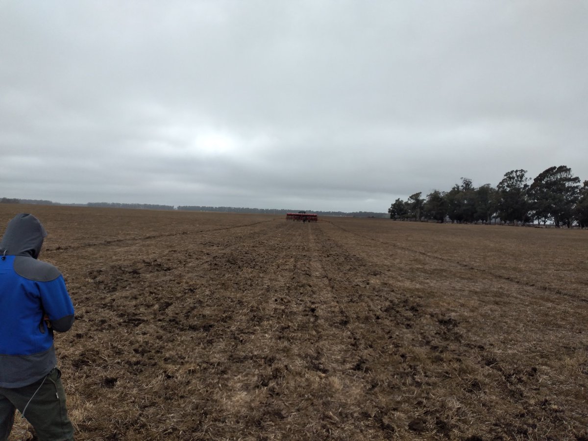 Se largo la siembra de ensayos de #Maiz en #Temprana en <a href="/NairSrl/">Agro La Nair SRL</a>. En uno de los tantos Mor@s costeros. Siembra a 5 cm de profundidad. Ajustando a #Densidad en P0622 y P1669 #Seguimosaprendiendojuntos