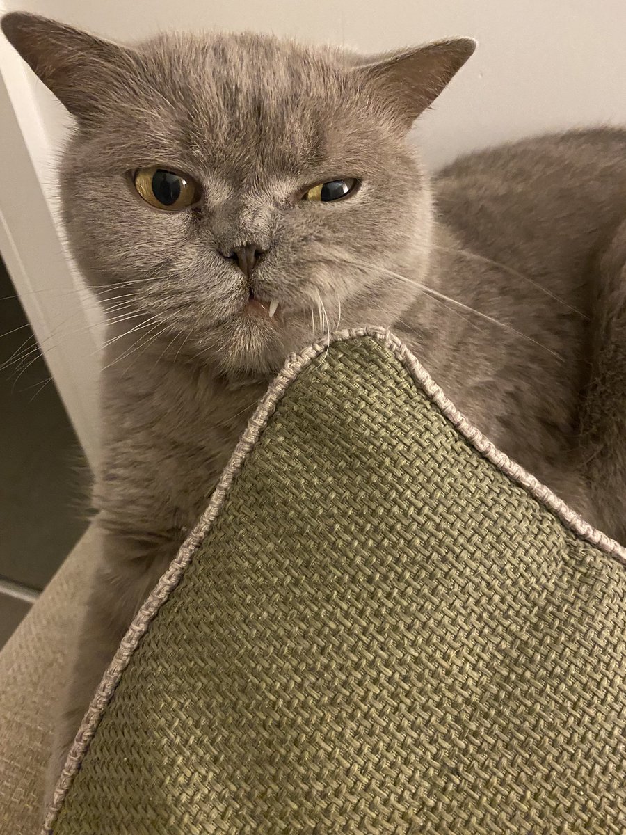 BalooClaude's tweet photo. Outtakes - tiny fang😹 https://t.co/7qOJprDWQu