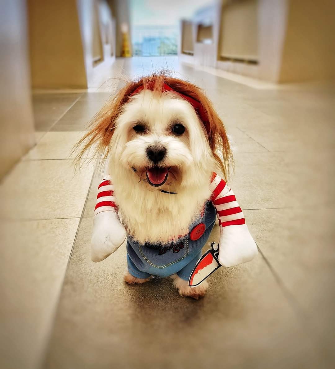 PochiWoof's tweet photo. Doing a protecc of my house. Me in disguise. Ssssh. 🤫 #ZSHQ #DogsOfTwitter https://t.co/m8sf0DhjQF