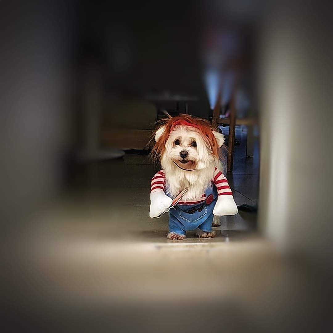 PochiWoof's tweet photo. Doing a protecc of my house. Me in disguise. Ssssh. 🤫 #ZSHQ #DogsOfTwitter https://t.co/m8sf0DhjQF