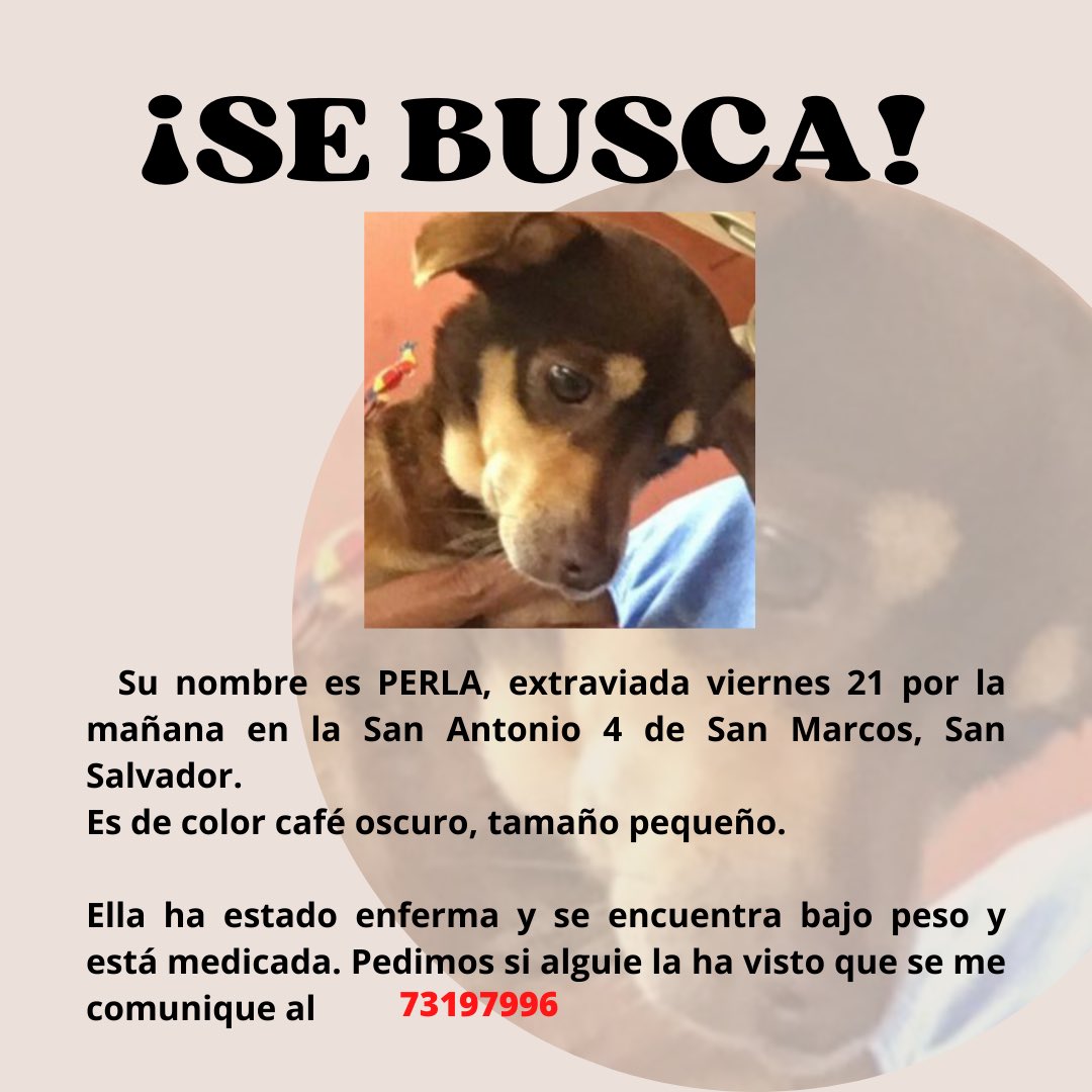 Greci_'s tweet photo. #SERVICIOSOCIAL  

Ayúdenme a encontrar a la perrita de mi abuelita  😫 amigos que viven por la zona si ven una perrita extraviada con las características mencionadas pueden contactarme directamente o si no al número del afiche. Gracias 🙏 https://t.co/FUqfufXo0F