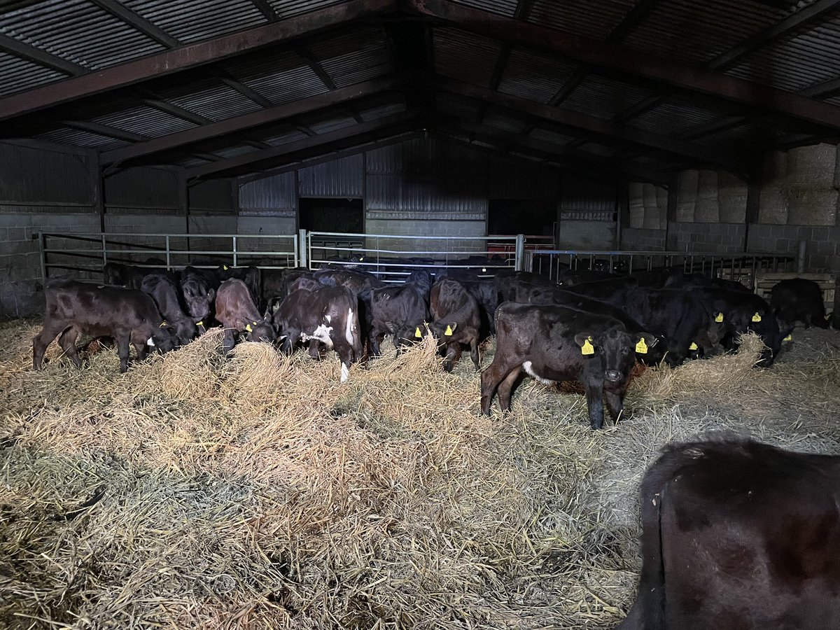 groundsfarm's tweet photo. Weaned calves get a fresh bed for the night https://t.co/2cp0Itk3As