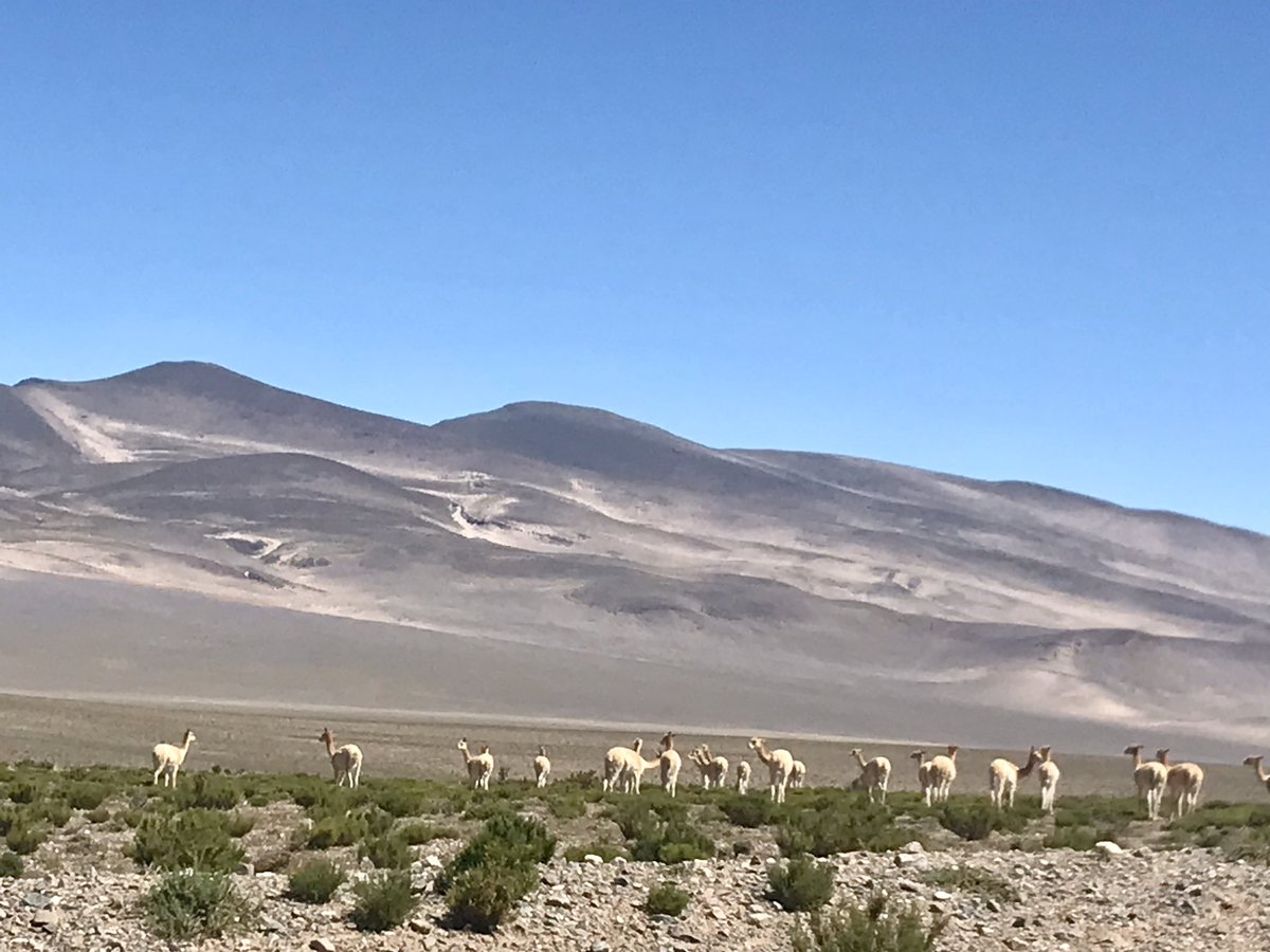 Argentine Altiplano of the NW is the most beautiful place I have been (recently) - snow capped mountains, in the desert, salt lakes, incredible rock formations of every colour, llama and vićuña wandering the desert…