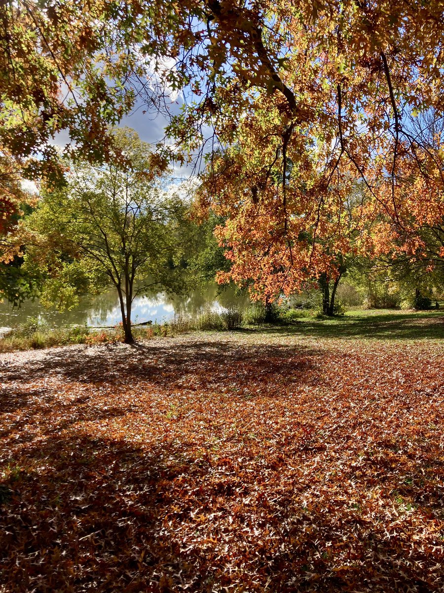 storydoxs's tweet photo. „Oben, an der Ausladerampe des Lebens, ging der Tod langsam auf und ab.“ (#Doderer) #Literatur
#Herbst https://t.co/Rzlb0NLYqP