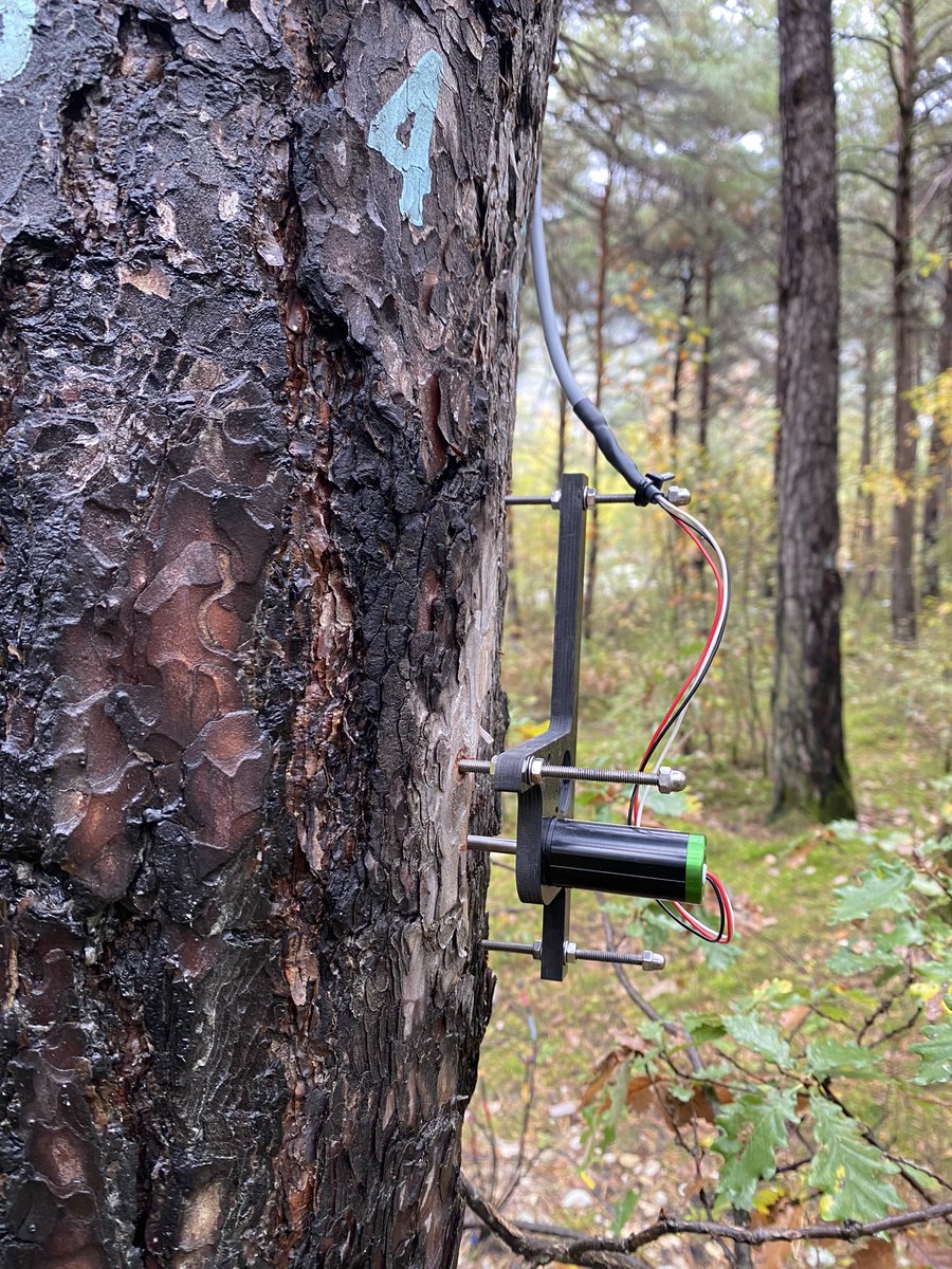 eellhhaammm's tweet photo. Installation of point dendrometers at #Pfynwald with partners from #wsl and #decentlab to study forest response to drought. Thank you @RomanZweifel and @DominikHummel3 for your help today.. https://t.co/c9JOOTEH9N