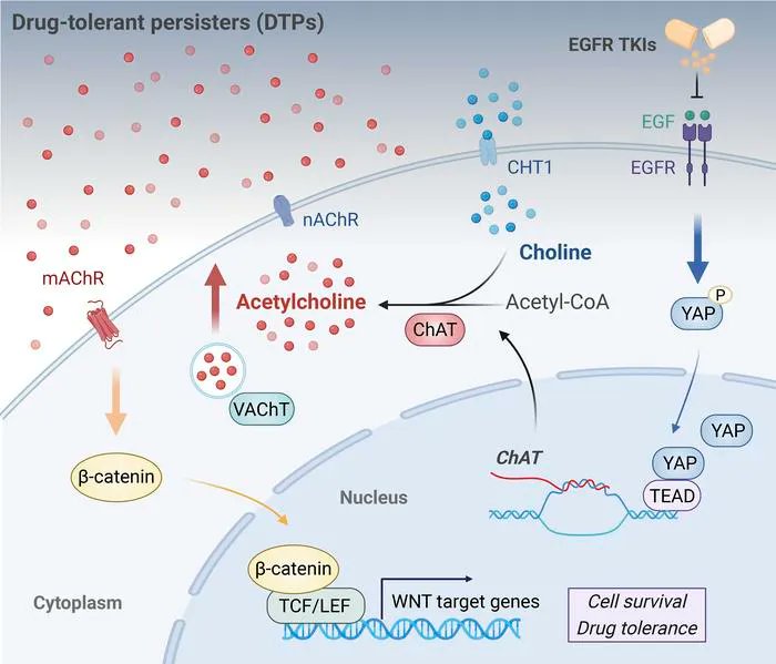 Journal of Clinical Investigation tweet media