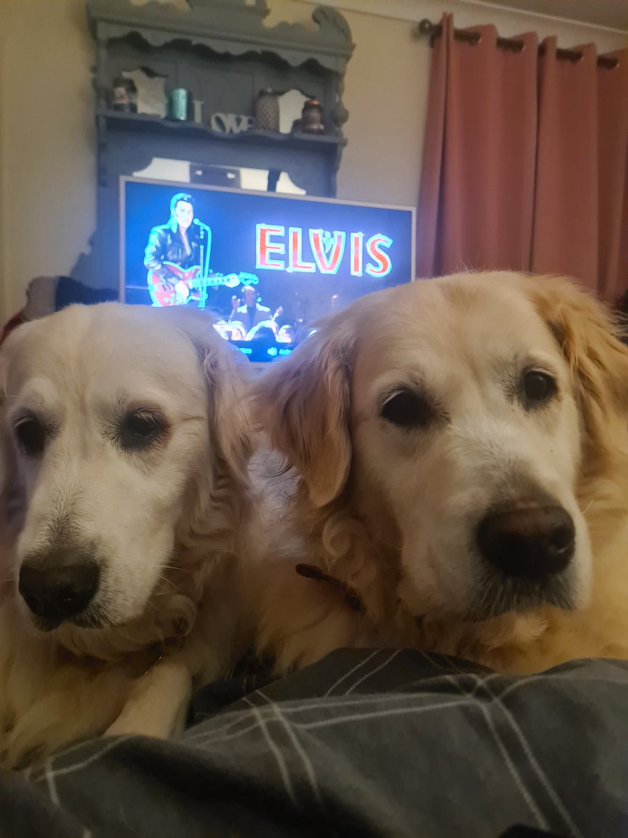 Corrine0392's tweet photo. Kids in bed, husband at cinema... So I'm spending my 'me' time in bed watching the best film about the King Elvis Presley 😍😍😍 With my 2 goldies who never judge me for my love of Elvis even if I am 30 years old 🥰🥰🥰 xx https://t.co/8Dt2UYBEWr