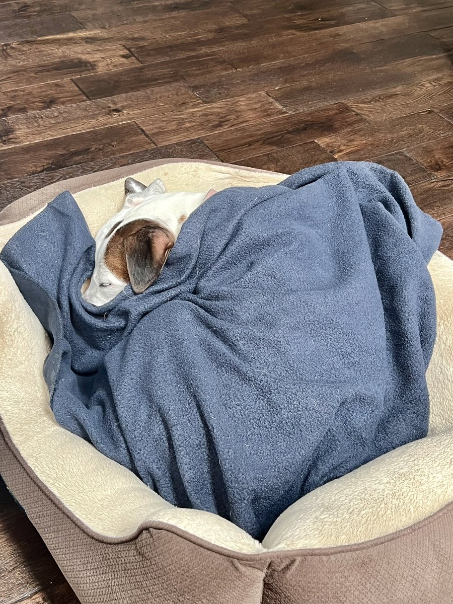 LazyDaisyPup's tweet photo. #LazyMonday all snuggled up and ready for a nap https://t.co/08tx2jxmhV