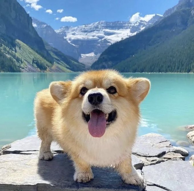 what a beautiful view
#Corgi #CorgiCrew #dogsoftwitter