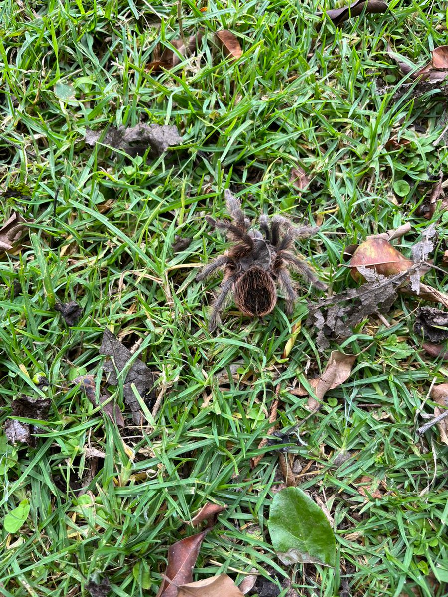 fllamasp's tweet photo. Hola @Arachno_Cosas, encontramos este bonito ejemplar en Malinalco. Lo reubicamos para evitar que lo dañen los autos. ¿A que especie pertenece? https://t.co/3hbV7qXf6z