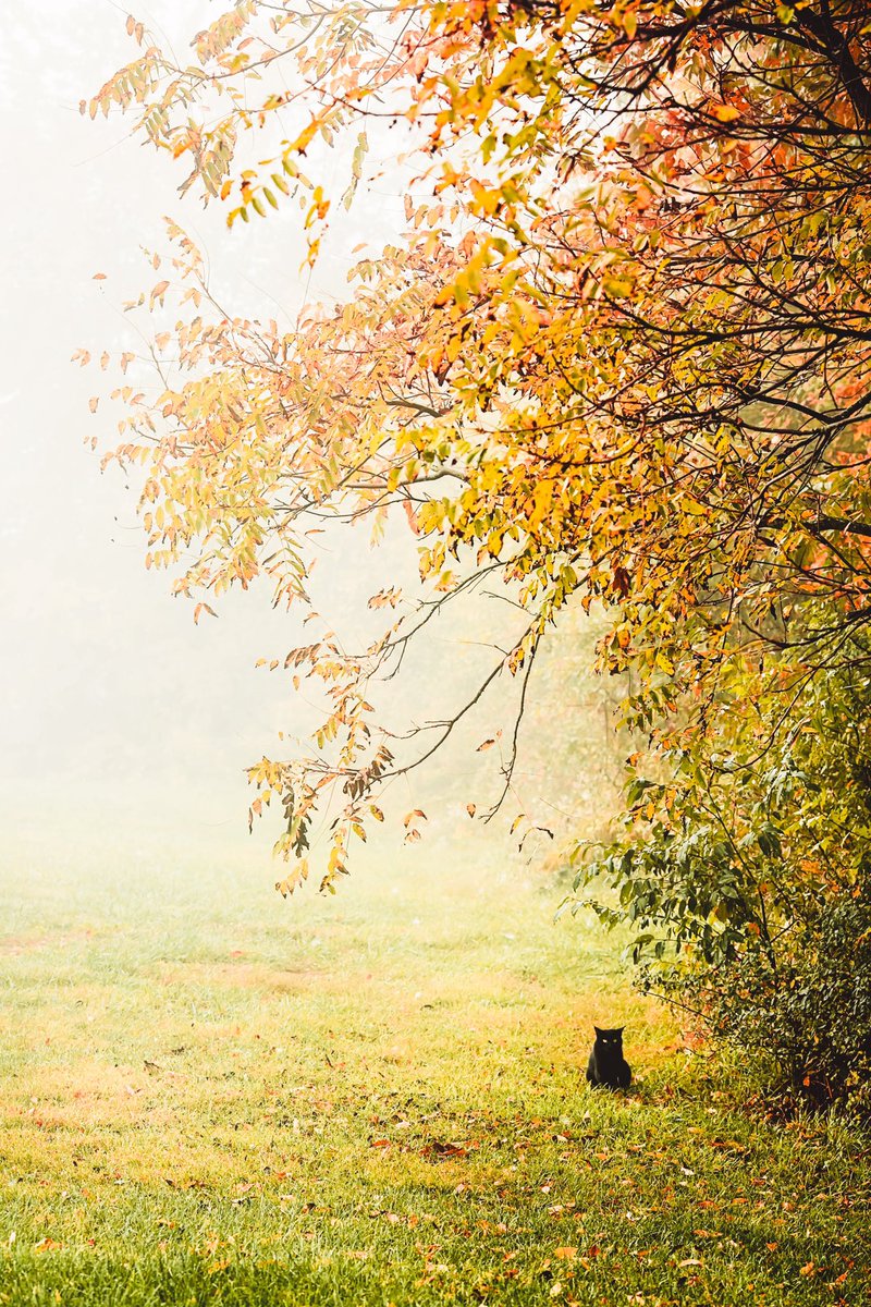 GM GM! Halloween is quickly approaching … never know what will wander in front of your lens. 🐈‍⬛