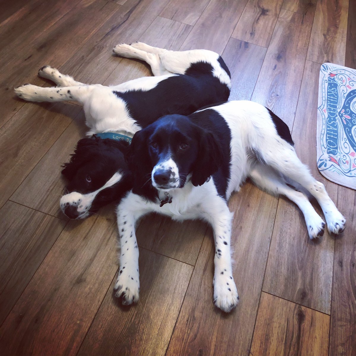 JessRock87's tweet photo. Love is…

#love #dogs #puppies #englishspringerspaniel #siblingdogs https://t.co/LVtd3hM2Hl