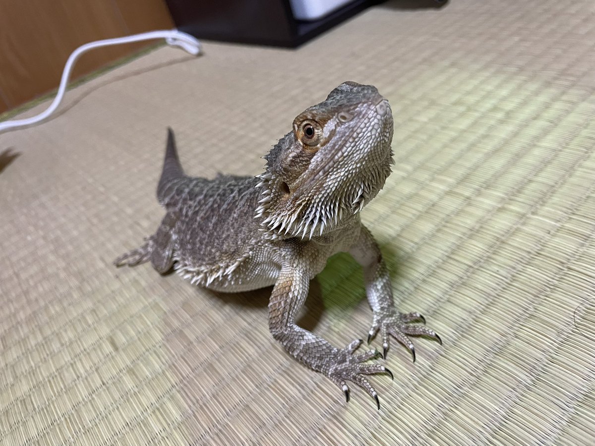 claly25's tweet photo. 大きくなってきたので新しいお家買いたい🦖❤️ https://t.co/pTd8X6hHq3
