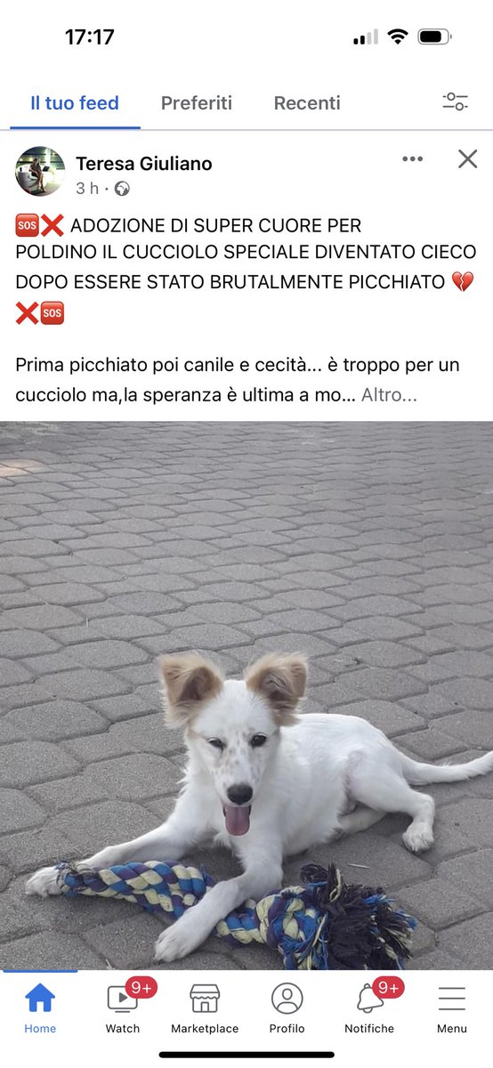 jjbrownlee's tweet photo. Lo hanno bastonato fino a renderlo cieco😡😡😡 Poldino cerca casa! ❤️❤️❤️🆘🆘🆘🆘 Aiutiamolo https://t.co/d9N8uNkszh