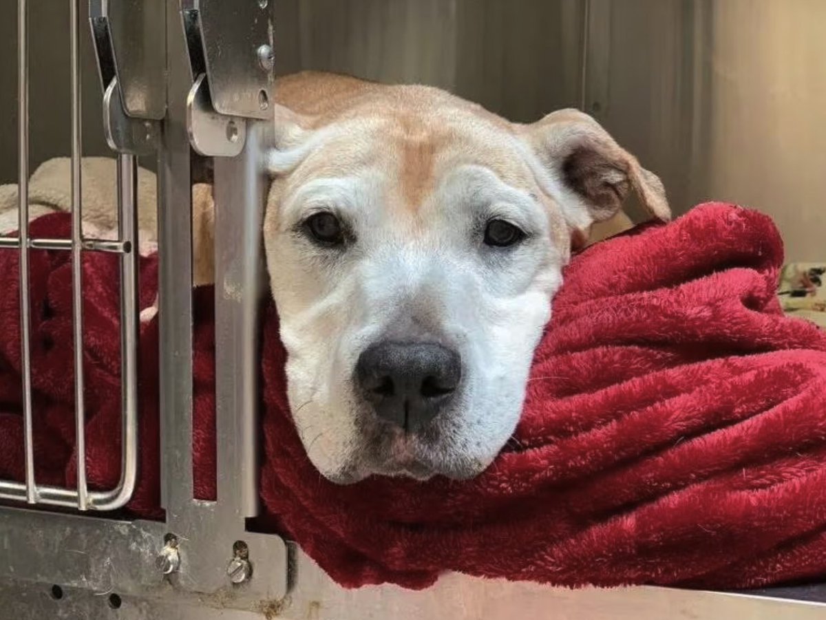A 15-year-old rescue dog called Netty, has been adopted by a new family after she was returned to the same shelter she was adopted from 12 years earlier