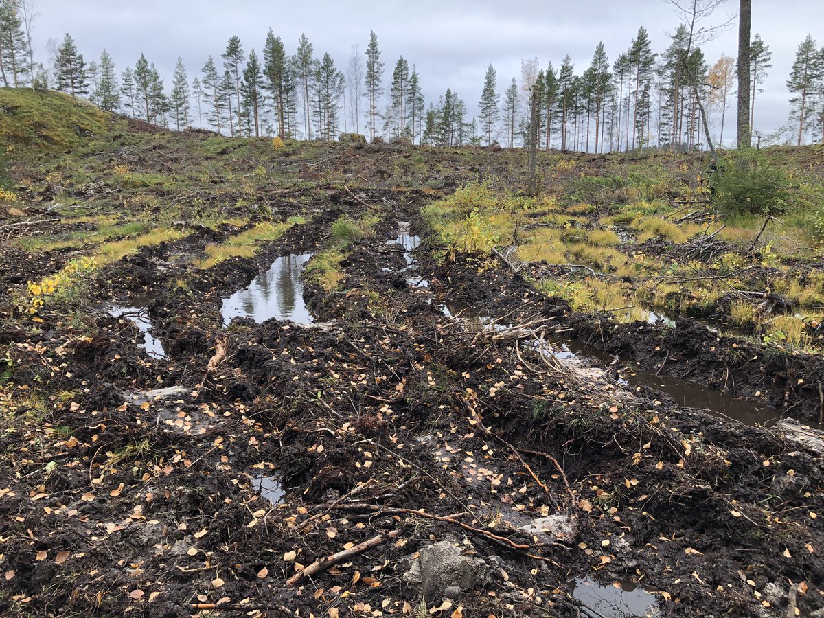 MLiimatainen's tweet photo. Allaolevaan viitaten veikkaan, ettei monikaan suomalainen arvaisi tämän kuvan olevan suojelualueelta Saimaalta. Ja arvaan ettei tätä menoa moni hyväksyisi senkään vertaa mitä ns. normaalien talousmetsien avohakkuita. #metsätalous voisi miettiä sitä ns. sosiaalista lisenssiä. https://t.co/Yv8zCAOm6F