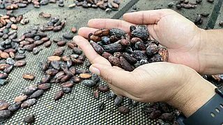 Up close and personal with the cocoa #agroforests of Belen de los Andaquies #Colombia. Find out more about the work of #IKI´s SLUS project on implementing #sustainable land use systems ➡️ international-climate-initiative.com/NEWS2122-1 @BiovIntCIAT_eng @zalf_leibniz