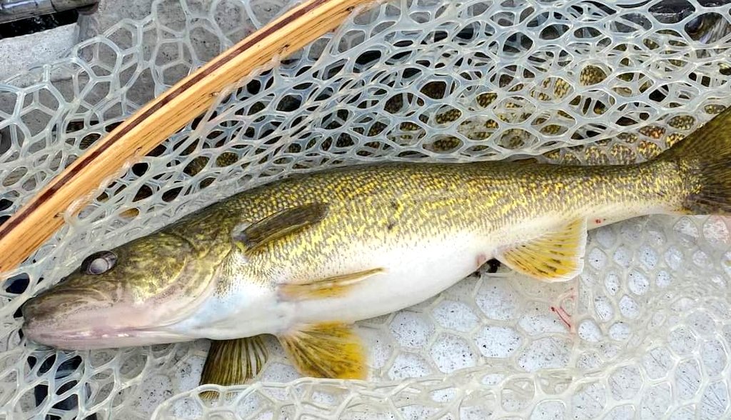sfotf's tweet photo. Hit the Columbia River yesterday afternoon for 2hrs chasing Walleye and the results were very good! 13 fish landed and some lost!
Setup was a Type 5-7 sink @SciAnglers fly line and the two flies from the Walleye Pack on our SFOTF Store  https://t.co/Vhsus79mY8 https://t.co/bcccDj8Ac2