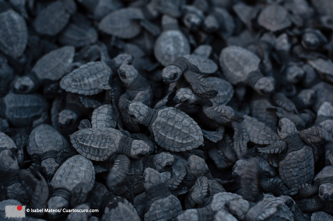 El campamento tortuguero a cargo de la SEMAHN llevó a cabo la liberación de al menos 400 tortugas en Tonalá, Chiapas. Foto: Isabel Mateos/Cuartoscuro.com 📸