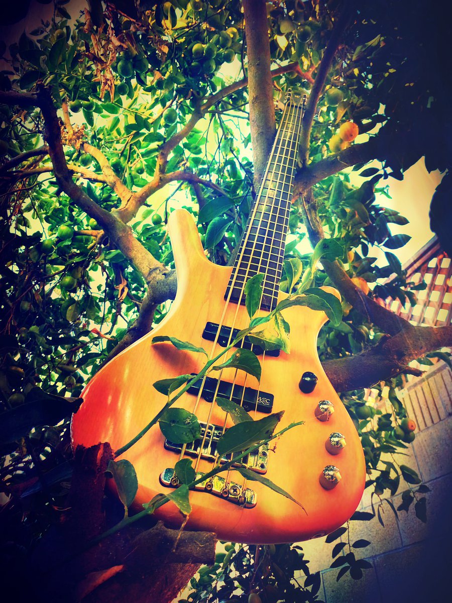 CodingoJones's tweet photo. Took my bass out for a little photo shoot yesterday https://t.co/Wd3xr6M86T
