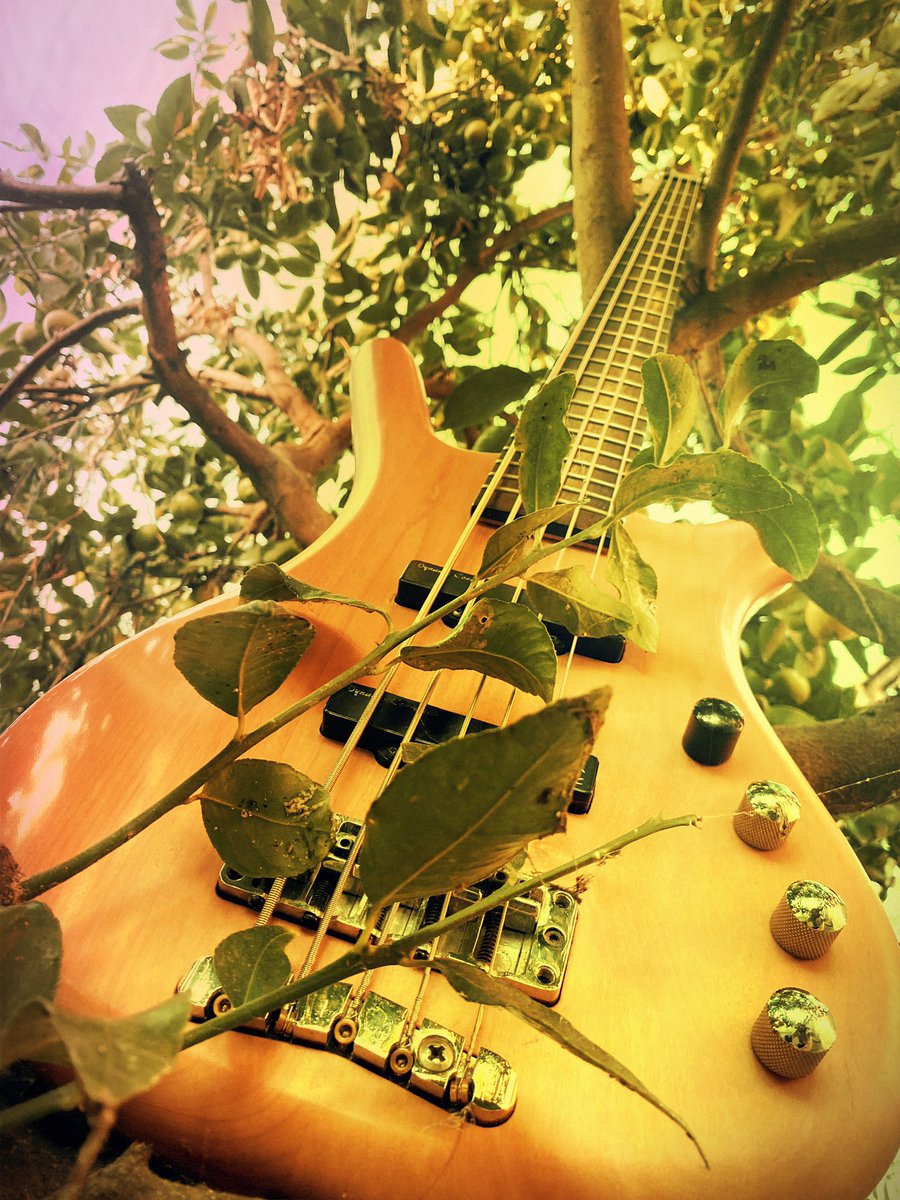 CodingoJones's tweet photo. Took my bass out for a little photo shoot yesterday https://t.co/Wd3xr6M86T