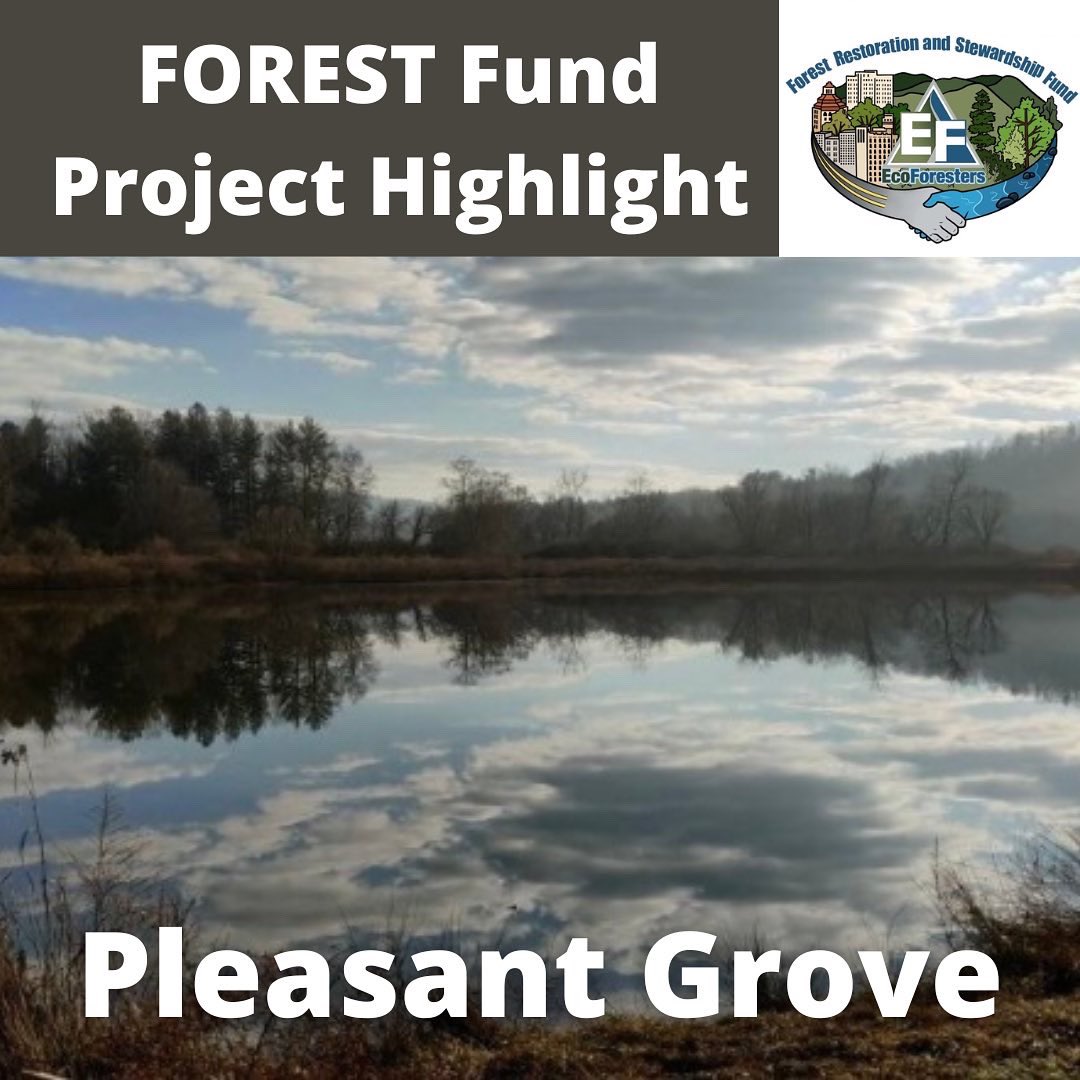 EcoForesters's tweet photo. This week, we’re highlighting one of the projects the FOREST Fund and its partners helped fund—Pleasant Grove! Once destined to become a golf course, it was purchased by @ConsrvgCarolina in 2017. It contains 14 acres of lakes and ponds, and frontage on the French Broad River! https://t.co/rLwjGdUpFR