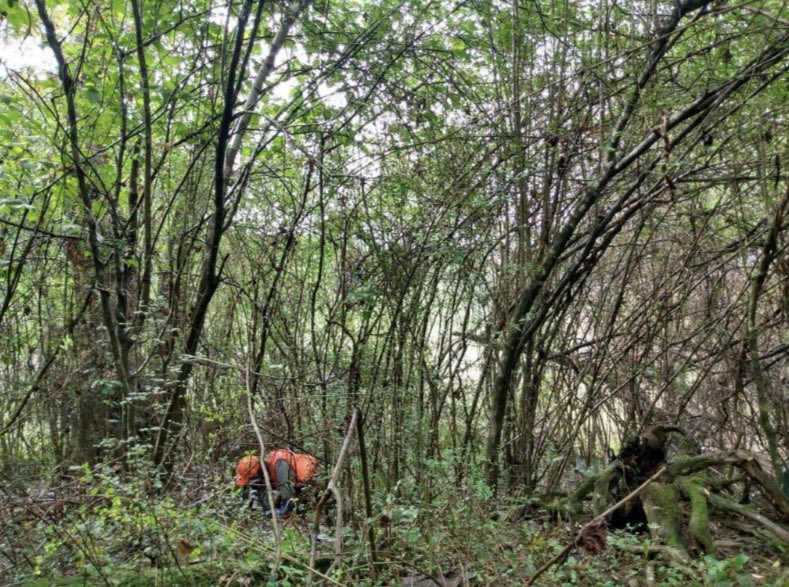 EcoForesters's tweet photo. Our Restoration Crew worked on invasive species control at this site in 2021. The primary NNIS target was Chinese privet shrubs, which dominate the shrub layer. Privet shades out all herbaceous plants, so by removing them, we restore native plants and habitat for pollinators! https://t.co/nSUPqHwSpW