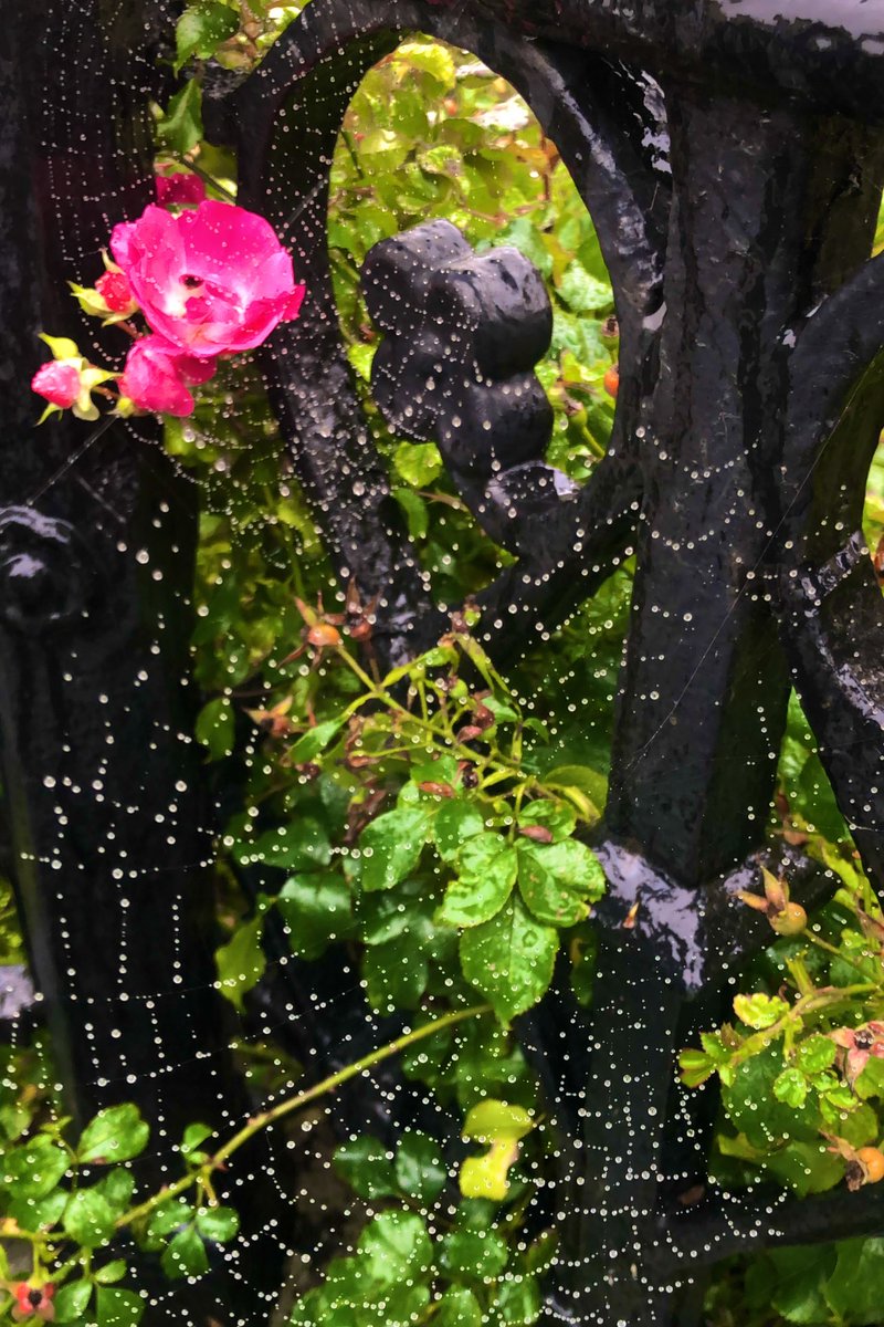 Happy Monday from Galway! ☔️🕸🍃