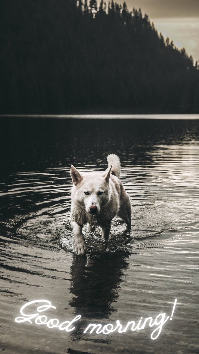 Good morning #dogsoftwitter hope you all have an amazing week! 💫