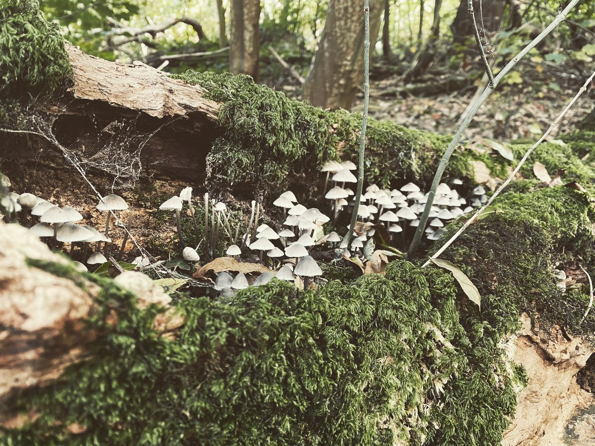 Has everyone else spent October walking around looking for pretty mushrooms, or is it just us? 😍🍄🌳

#mushrooms #mushroom #walk #walking #nature #hike #outdoors #outdoor #woods #woodland #october #autumn #fall #autumnal #pretty #moss #fungi #fungilover #culture #adventure