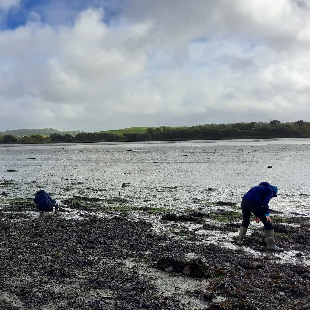 DurnfordFiona's tweet photo. Collecting my Amphi's from the Estuary at Blagdon's Meadow today with @rachelmwicks it was surprisingly fun screaming I GOT A BIG ONE ! #honoursproject #amphipods #MBIO_plym https://t.co/dx5LEWd5b4