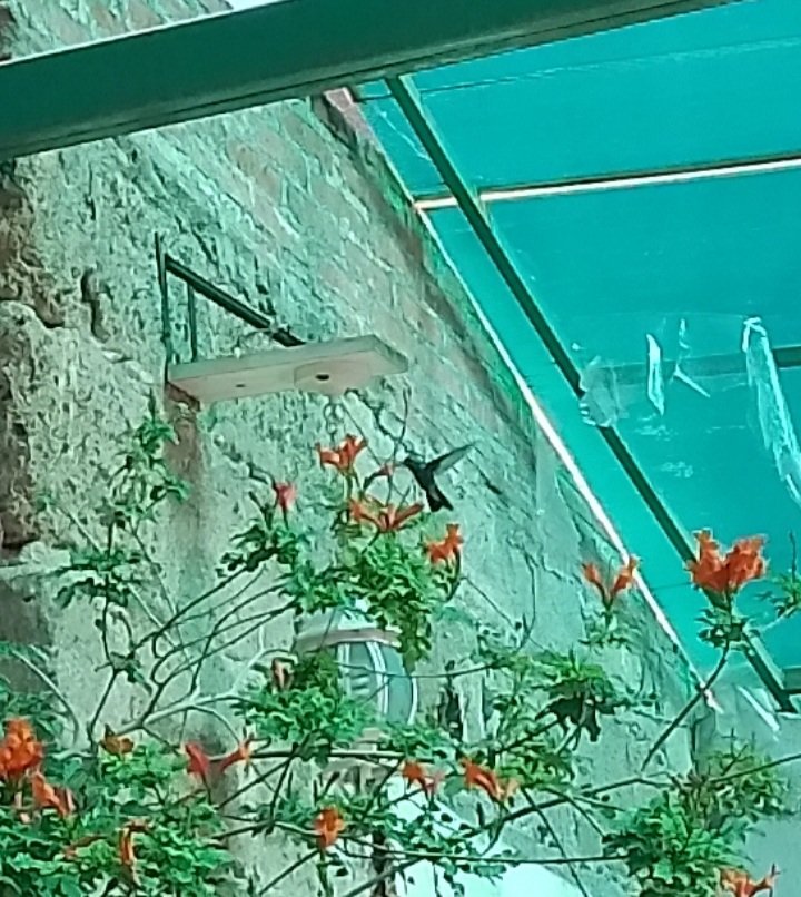 cvj80's tweet photo. ¡¡¡Logré captar un colibrí!!! 😍🥰😊🤗
#fotoslindas https://t.co/W1F4MqaZOB