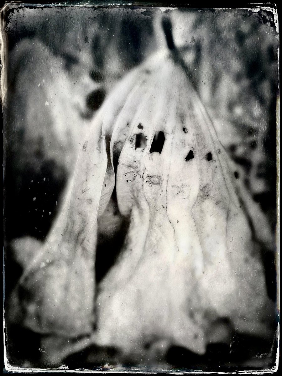 ChrisRiefPhoto's tweet photo. Finding ghosts 👻 at Kenilworth 🫣
📍 #KenilworthAquaticGardens #FindYourPark @KenAqGardens #IBrakeForBrownSigns #SpookyParksWeek #TimType #Lotus #Anacostia #WashingtonDC #ParkChat
🌱 Native Lands of the #Piscataway and the #Nacotchtank https://t.co/mWsnkkBBPg