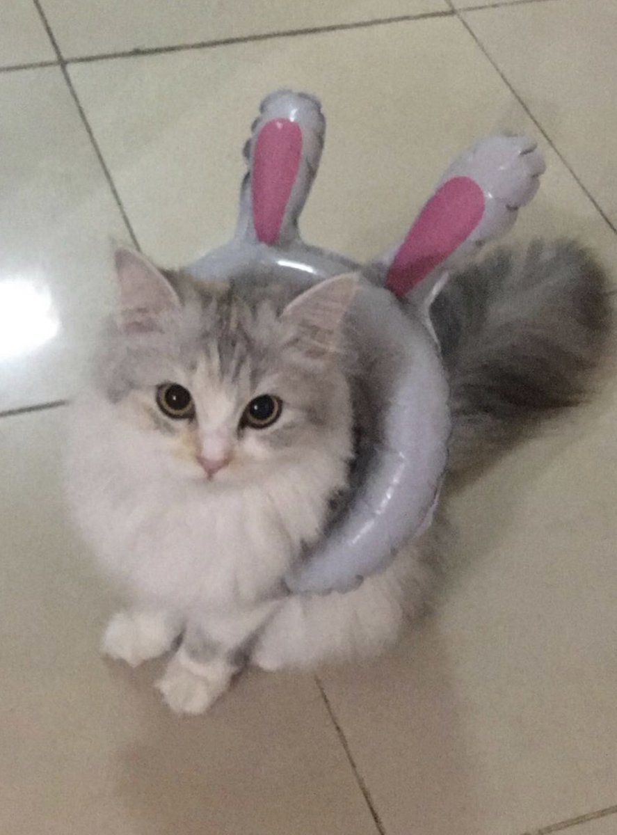 lee know as cats 🐱 tweet media