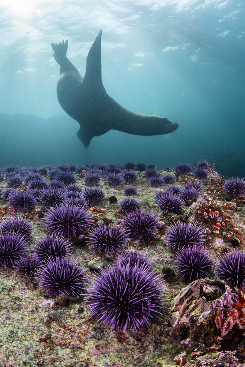 Kate Vylet tweet media