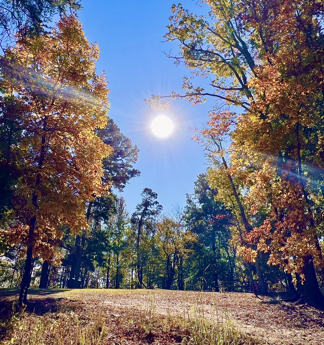 JosephHill3794's tweet photo. Autumn Sunlight☀️🍁
Photo By: Joseph Hill🙂📸☀️🍁
#Sunlight #autumnsunlight #Autumn #autumntrees #trees #leaves #autumnleaves #autumncolors #colorful #beautiful #peaceful #nature #daylight #sunnyday #daytime #autumnvibes #autumnphotography #MorrowMountain #AlbemarleNC #October https://t.co/zczJeArBSN